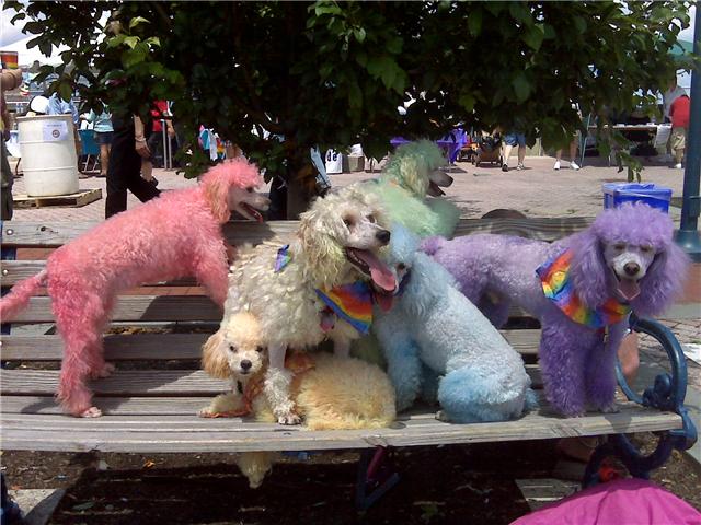 rainbow poodles
